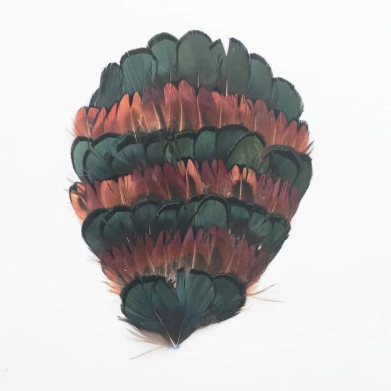 Lady Amherst Golden Pheasant Pad (Natural)