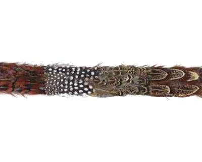 Guinea Pheasant Ringneck Trim