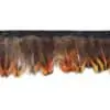 Golden Pheasant Point Fringe