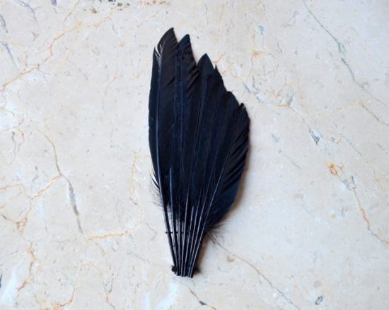 Mallard Duck Feather Quill Wings