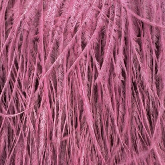 5-inch ostrich feathers, perfect for crafts, costumes, and fashion designs. Available at Shinetrim in Englewood, NJ