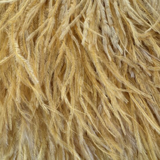 5-inch ostrich feathers, perfect for crafts, costumes, and fashion designs. Available at Shinetrim in Englewood, NJ.
